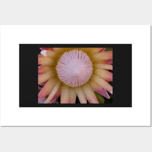 Flower Simbol of South Africa-Protea! Posters and Art